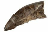 Serrated Tyrannosaur Tooth - Judith River Formation #192599-1
